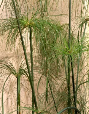 Cyperus papyrus (Egyptian Paper Reed) seeds